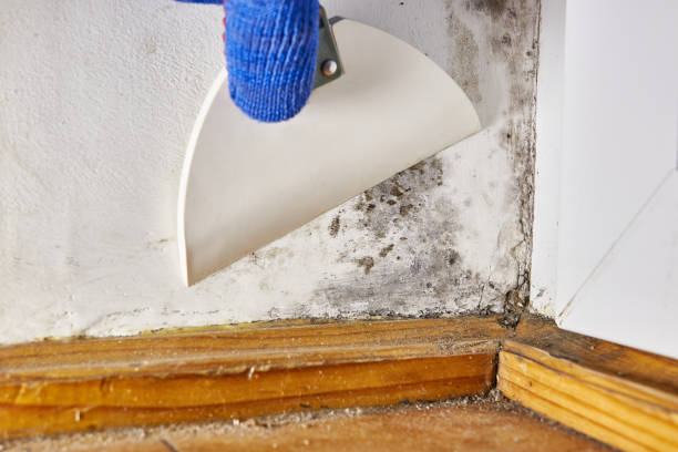 Best Emergency Mold Remediation  in Eminence, KY